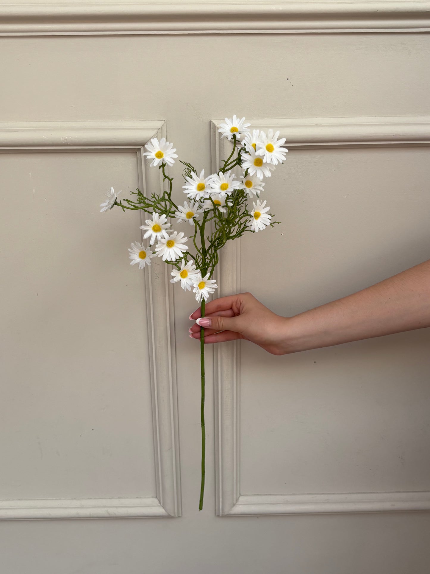 White Aster daisy