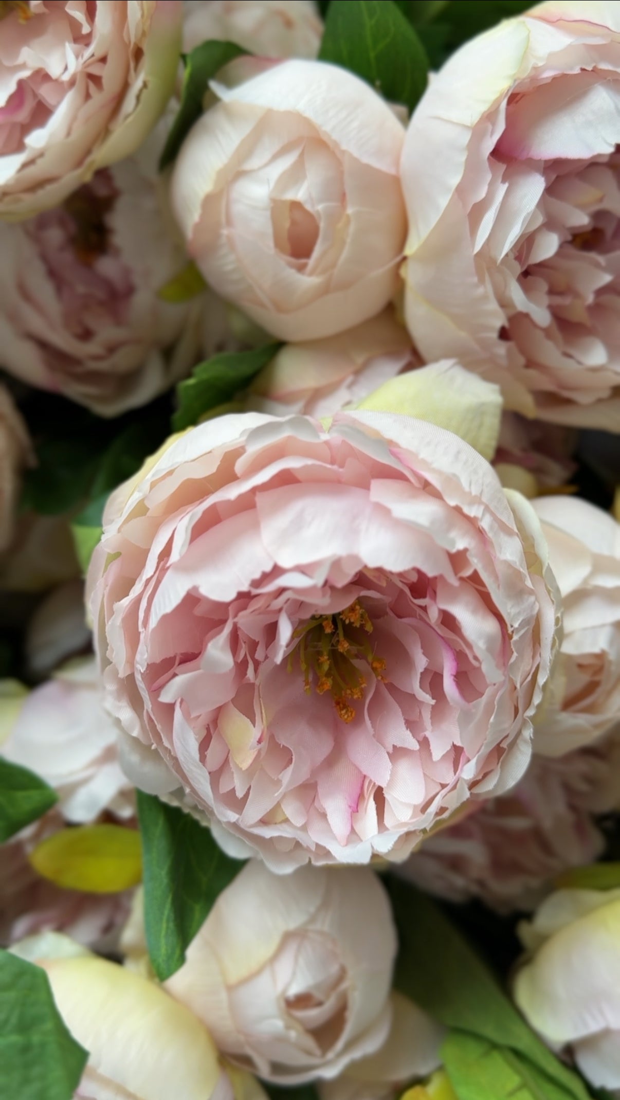 Large Peony Bunch