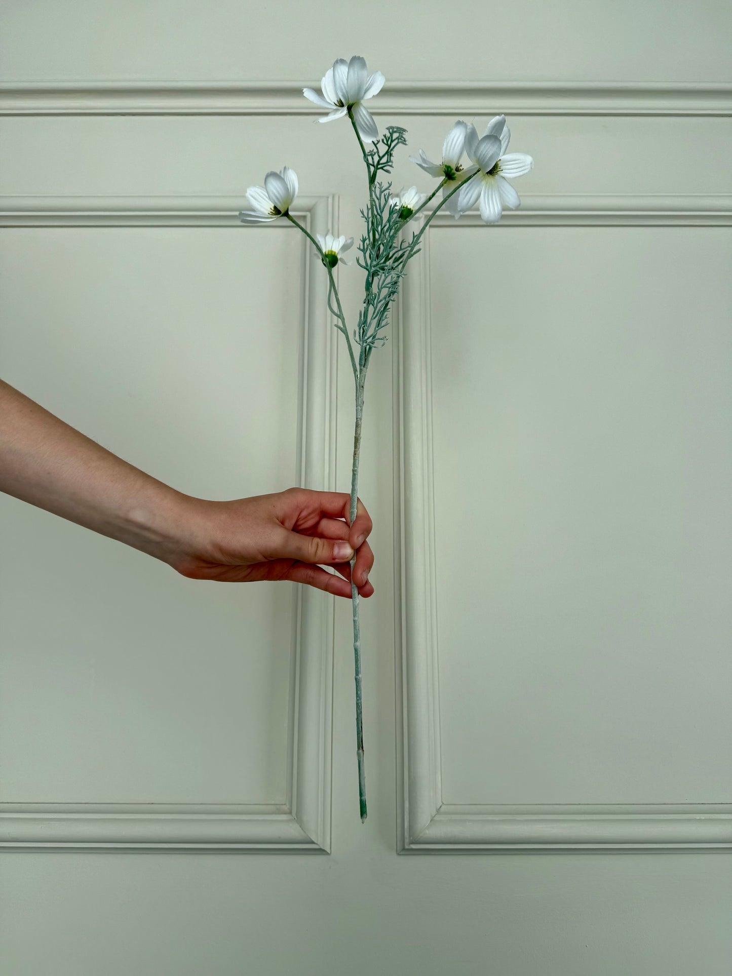 White Cosmos