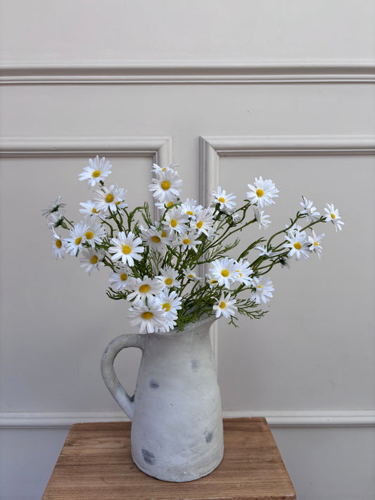 White Aster daisy
