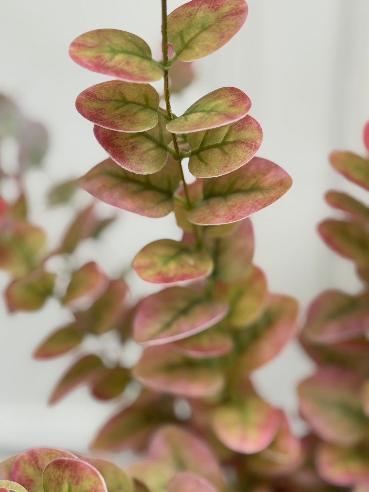 Faux Blush Eucalyputus