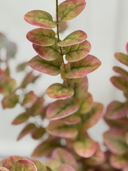 Faux Blush Eucalyputus