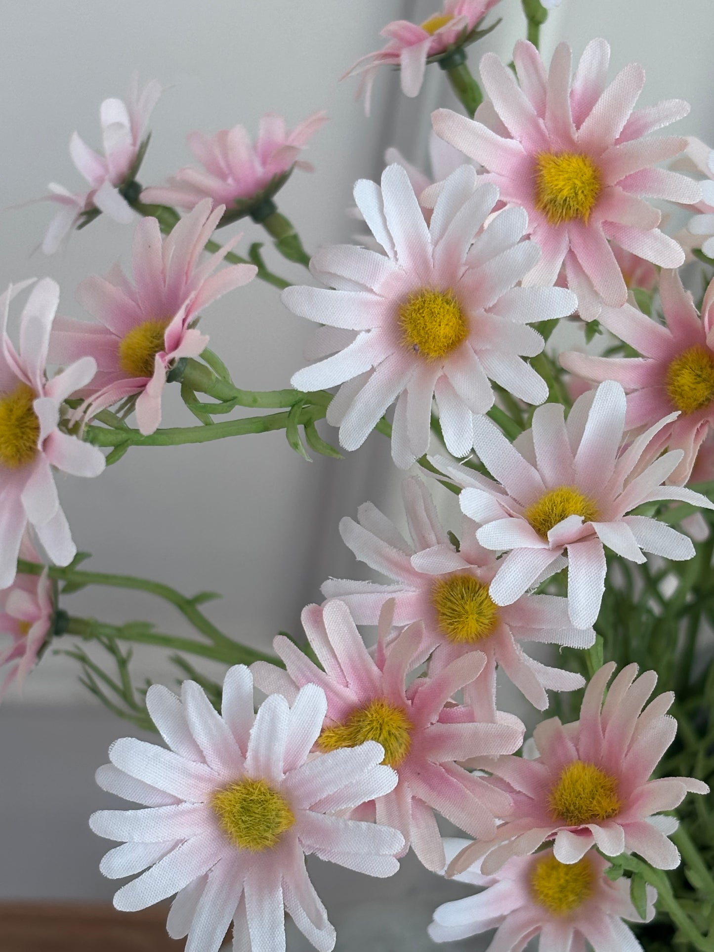 Pink Aster Daisy