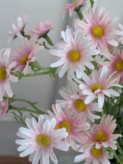 Pink Aster Daisy