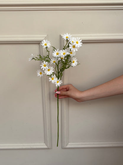White Aster daisy