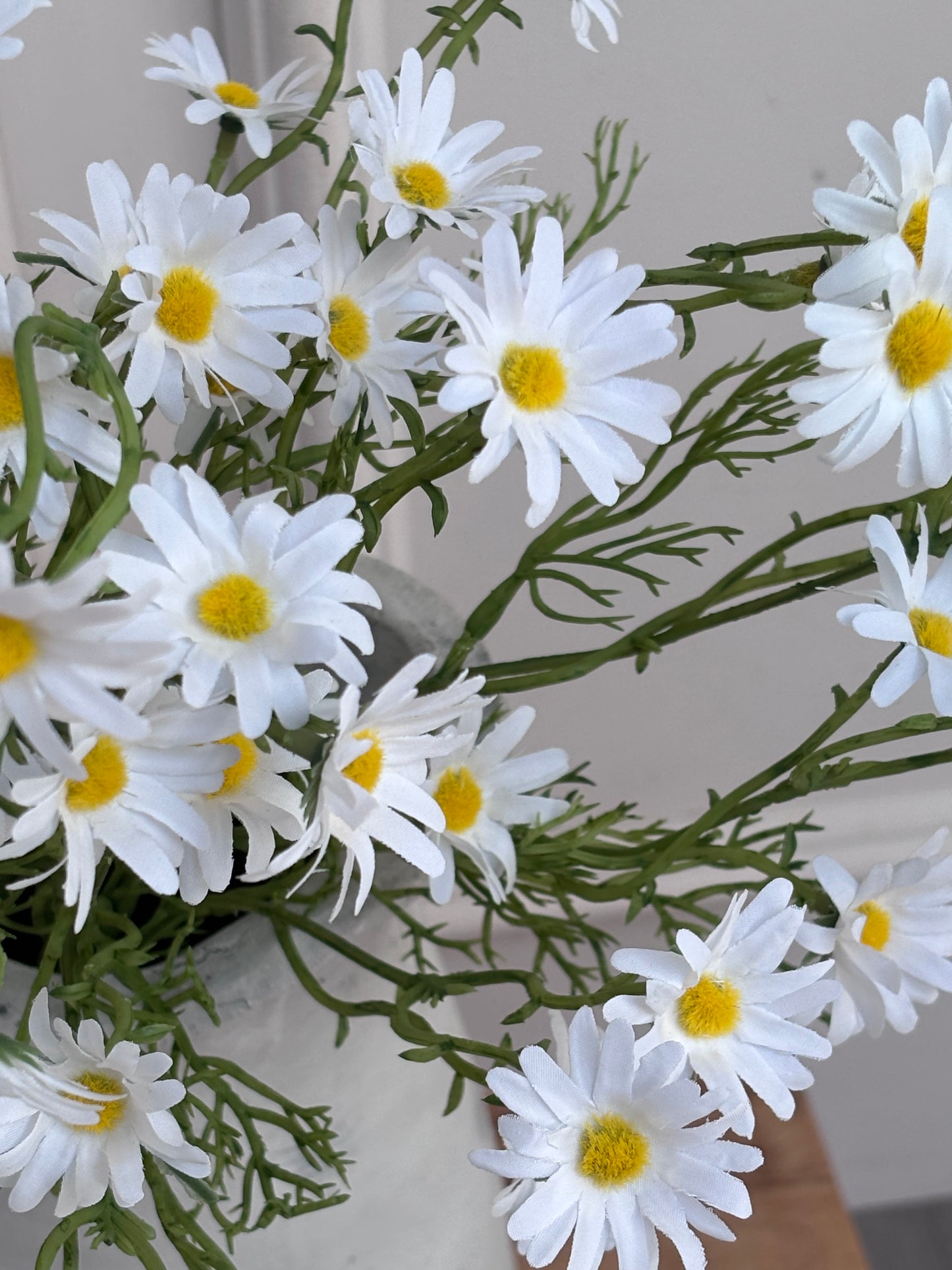 White Aster daisy
