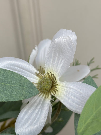 White Cosmos & Nobel Bunch