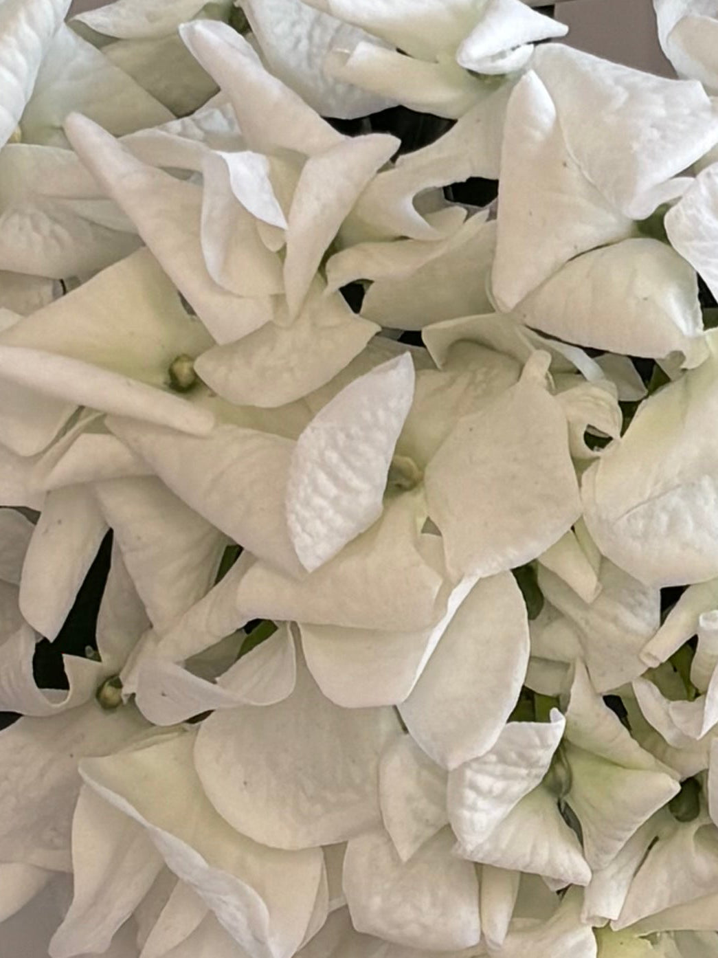White Real Touch Hydrangea Stem