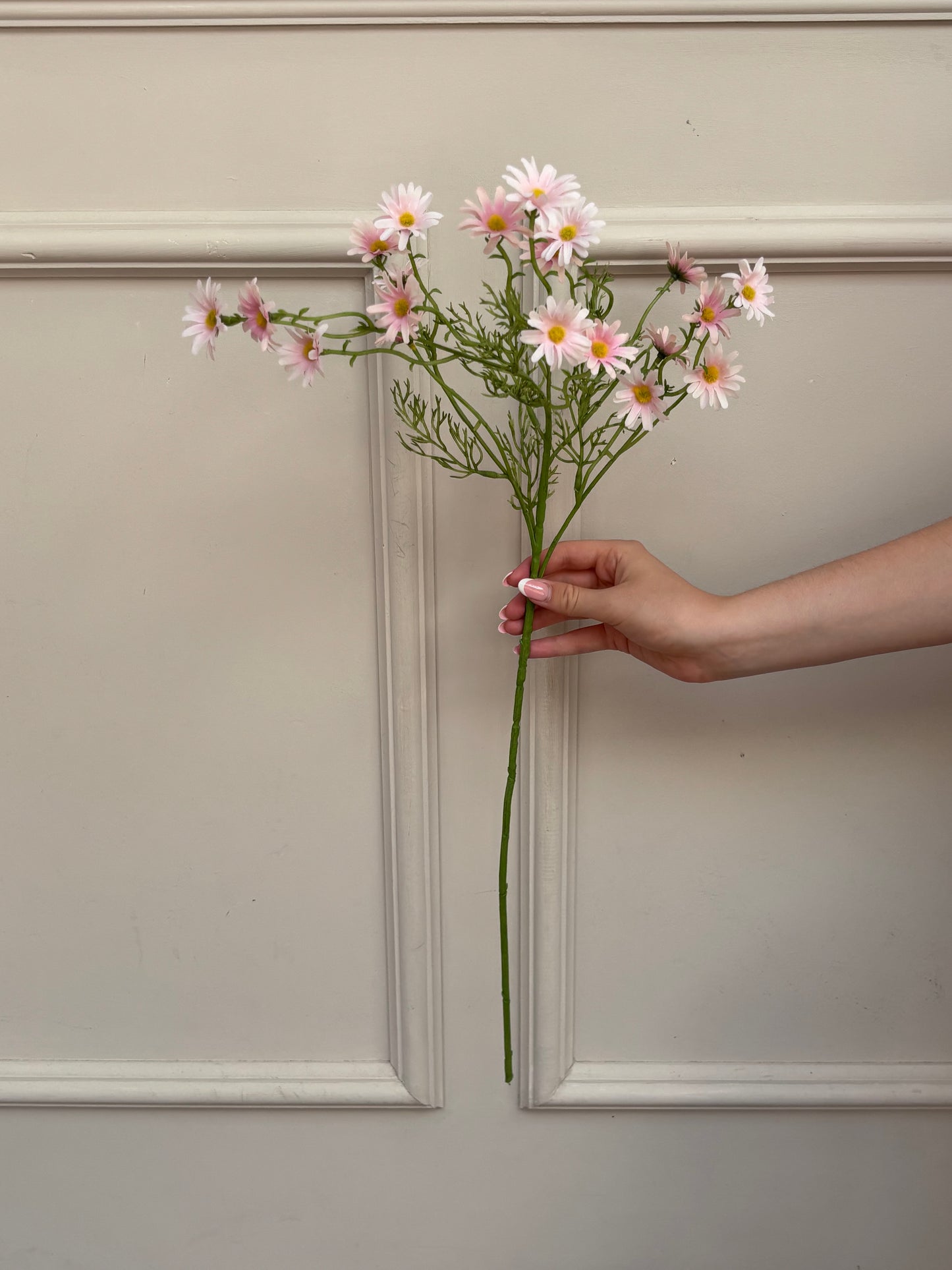 Pink Aster Daisy