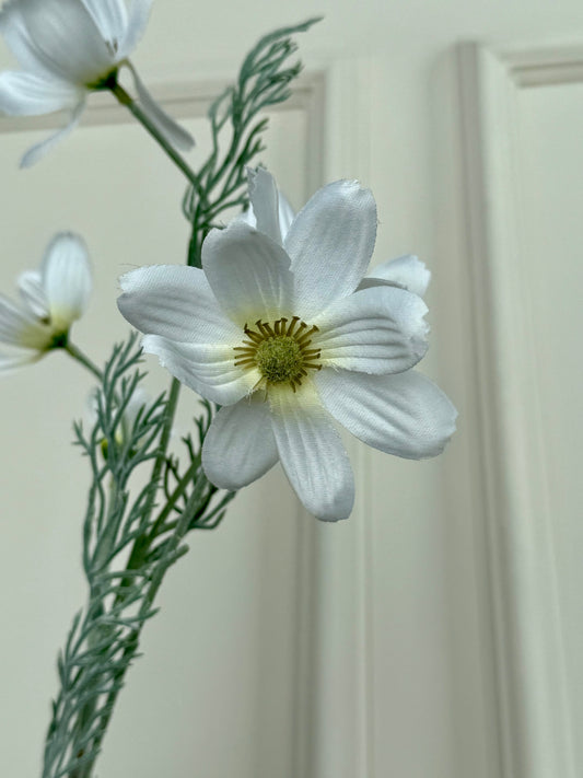 White Cosmos